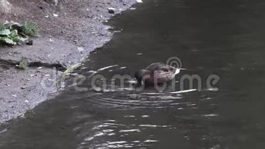 孤独的鸭子站在冰冷的泉水中，靠近河岸，动物的生命。 录像。 河中的褐鸭
