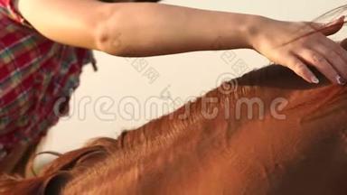 女孩在户外鬃毛上抚摸一匹棕色的马。