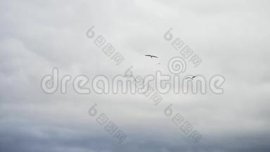 飞翔的海鸥鸟在蓝灰色的<strong>天空</strong>和云前。 库存。 美丽的海鸥在厚重的灰色云层中<strong>翱翔</strong>。