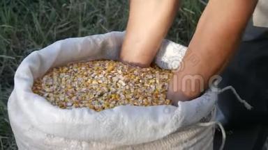 农夫`手摸着玉米收获。 一袋黄色玉米粒.. 近距离观察收获的玉米