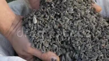 男人`农民的手伸进一种葵花籽里. 收获葵花籽.. 大型葵花籽