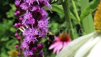 一只<strong>大</strong>黄蜂在<strong>紫色</strong>的<strong>花朵</strong>周围飞行。