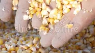 农夫`手摸着玉米收获。 一袋黄色玉米粒.. 近距离观察收获的玉米