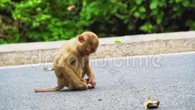 猴子坐在路上
