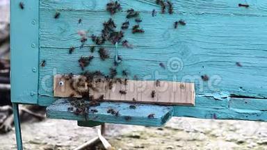 蜜蜂蜂巢的视频