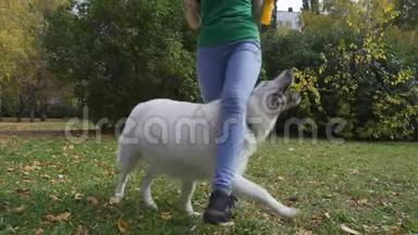 狗和主人玩，表演把戏。 一只白色的瑞士牧羊犬在主人的腿`橡胶后面奔跑