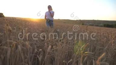 日落时分，在金色麦田上慢跑时，一群年轻的西伯利亚哈士奇拉起皮带。 快乐的女孩