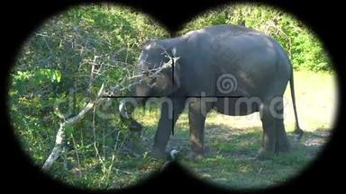 亚洲大象Elephas Maximus通过双目看到。 观看野生动物野生动物园