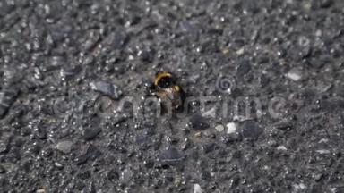 无奈大黄蜂在沥青特写，昆虫在大城市遭受不良生态