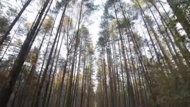 在秋日的阳光下，在一片高大树木的森林里行走，有着长长的阴影。