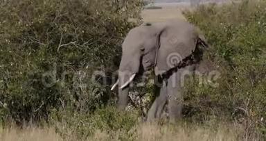 非洲象，非洲象，成人穿过热带草原，在肯尼亚吃布什，马赛马拉公园，实时