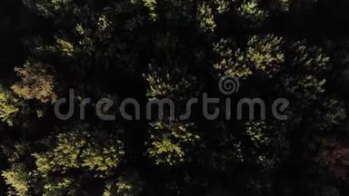 空中观景台。 飞过森林里美丽的秋树.. 空中摄影机拍摄。 秋天/秋天的风景。 4k