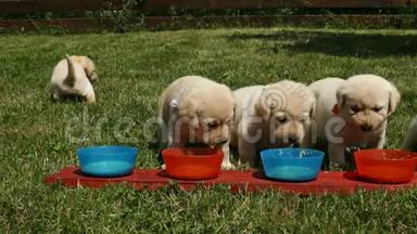 可爱的拉布拉多小狗从他们的碗里吃