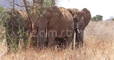 非洲象，非洲象，布什集团，肯尼亚茨沃公园，<strong>实时</strong>