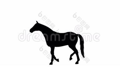 黑色轮廓的动画<strong>奔腾</strong>的马。 阿尔法频道。 阿尔法冰铜。 4K.