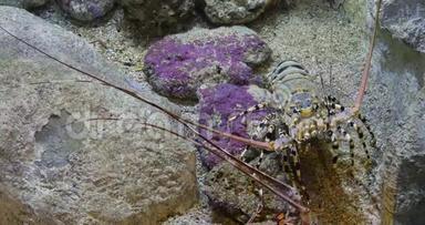 彩绘刺龙虾或彩绘岩龙虾，泛紫龙虾，成人站在岩石上，实时