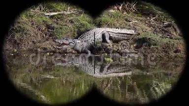 鳄鱼鳄鱼鳄鱼巴罗斯特里斯也被称为沼泽鳄鱼通过望远镜看到。 看着动物