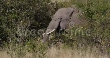 非洲<strong>大象</strong>，非洲野象，成人穿过热带草原，在肯尼亚吃<strong>布什</strong>，马赛马拉公园，实时