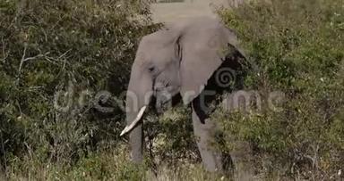 非洲大象，非洲野象，成人穿过热带草原，在肯尼亚吃布什，马赛马拉公园，实时