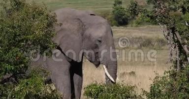 非洲象，非洲象，成人穿过热带<strong>草原</strong>，吃灌木，肯尼亚马<strong>赛马</strong>拉公园实时
