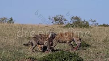 黑背豺狼，金丝雀，斑点海娜，鳄鱼，<strong>集体</strong>吃卡卡斯，马赛马拉公园在肯尼亚，