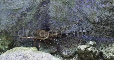 彩绘刺龙虾或彩绘岩龙虾，泛紫病毒云彩龙，成人站在岩石上，<strong>实时</strong>