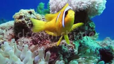尼莫小丑鱼在海葵上五颜六色的健康珊瑚礁。 海葵，尼莫夫妇在水下游泳。 红海