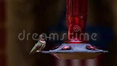 一只红宝石色的蜂鸟向喂食器喂食
