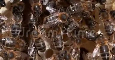 欧洲蜂蜜蜂，意大利蜜蜂，野雷上的黑蜂，充满蜂蜜的葡萄树，诺曼底的蜜蜂，<strong>实时</strong>4K