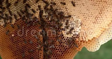 欧洲蜂<strong>蜜蜂</strong>，意大利<strong>蜜蜂</strong>，野雷上的黑蜂，充满蜂蜜的葡萄树，诺曼底的<strong>蜜蜂</strong>，实时4K