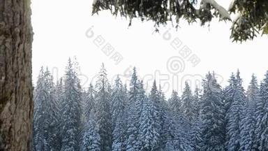 雪落在阳光面前。 森林里<strong>的</strong>雪花。 冬天雪覆盖了山上<strong>的</strong>松树。 <strong>下雪的早晨</strong>