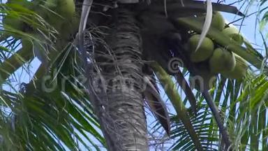 椰子树上的椰子坚果靠近。 蓝天背景下热带森林中的绿色棕榈树。