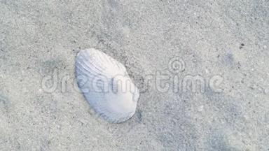 在夏天的海边沙滩上躺着贝壳。 靠近沙滩的贝壳。