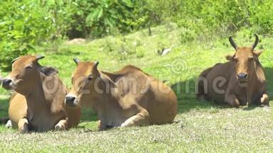 奶牛和公牛躺在夏季牧场的绿色草地上。 夏天，奶牛群在绿茵场上饲养牲畜