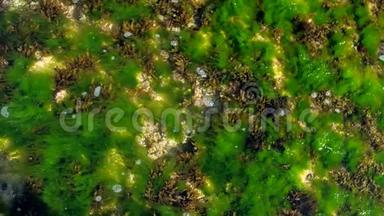 泡沫的波浪在透明的水中与绿色海藻滚动