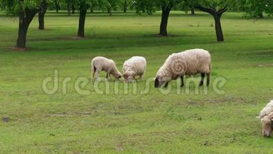 春日在绿野上放牧白羊和羔羊