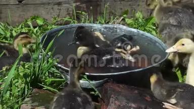 阳光明媚的夏日，一只小彩鸭在一个小<strong>水缸</strong>里洗澡