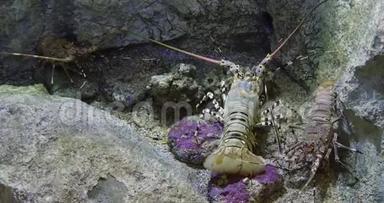 彩绘刺龙虾或彩绘岩龙虾，泛紫病毒云彩龙，成人站在岩石上，实时