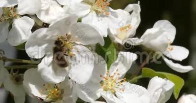 欧洲蜂蜜蜂，蜜蜂蜜蜂，蜜蜂觅食苹果树花，授粉法，诺曼底，实时