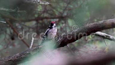 大斑点啄木<strong>鸟</strong>，松柏少校，栖息在松<strong>树林</strong>附近的分支，莫雷，苏格兰，7月底。