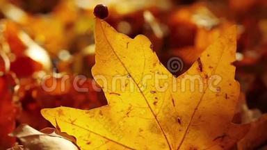 秋天，1280x<strong>720</strong>红色瓢虫坐在发黄的枫叶上