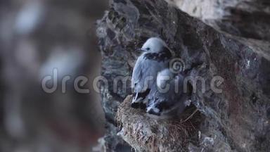 7月初，苏格兰<strong>阿伯</strong>丁郡，海鸥雏鸟，幼虫，在群头悬崖上的巢内，在苏格兰<strong>阿伯</strong>丁郡。
