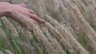 夏天`一个女人在夕阳下的田野里，用她的手穿过<strong>干枯</strong>的高草和鲜花，慢动作特写镜头。