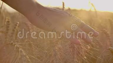 一个农民用手在田里摸小麦的特写镜头。 农夫的手慢慢地摸着<strong>麦子</strong>