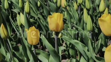 美丽的五颜六色的黄色郁金香花在春天的花园里盛开。 春天盛开的装饰郁金香花
