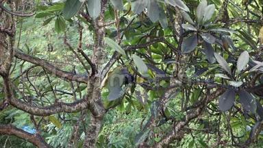 佛兰吉帕尼树上的黑鸟