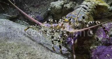 彩绘刺龙虾或彩绘岩龙虾，泛紫病毒云彩龙，成人站在岩石上，<strong>实时</strong>4K