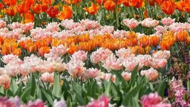 五颜六色的郁金香花在春天的花园里绽放。 春天盛开的装饰郁金香花