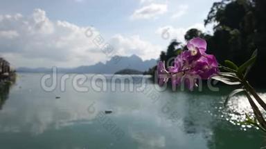粉红色的兰花，特写镜头，在湖的背景下<strong>迎风飘扬</strong>
