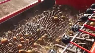 特写镜头，土豆块茎在<strong>特殊</strong>的机器磁带上移动，一辆<strong>特殊</strong>的拖拉机把土豆挖出来，然后把它倒进一辆车的后部
